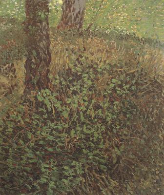 Vincent Van Gogh Undergrowth (nn04) France oil painting art